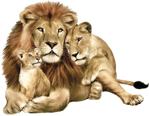 Lion Cub Background Png Image Png Play
