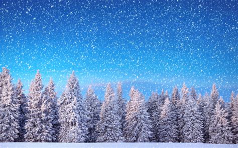 Download Snowfall Pine Tree Snow Tree Nature Winter HD Wallpaper