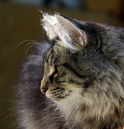 Noorse Boskat Norwegian Forest Cat Norwegian Cat Norwegian Forest