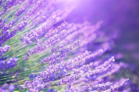 Lavender Flowers In Provence France Stock Photo Image Of Glow Bloom
