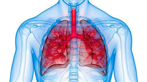 Die Lunge Des Menschen Im Labor Nachgebaut Forschung Spezial