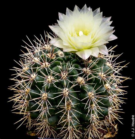 Club atlético platense is an argentine sports club based in florida, buenos aires. Gymnocalycium platense