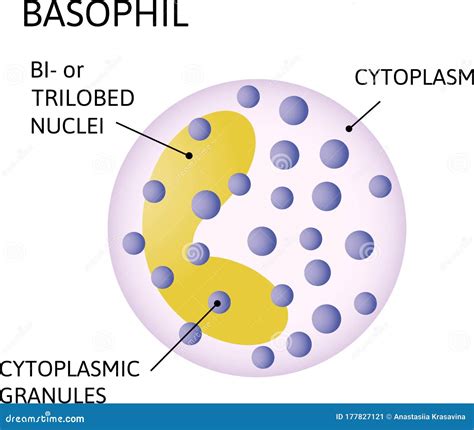 Basophil Diagram
