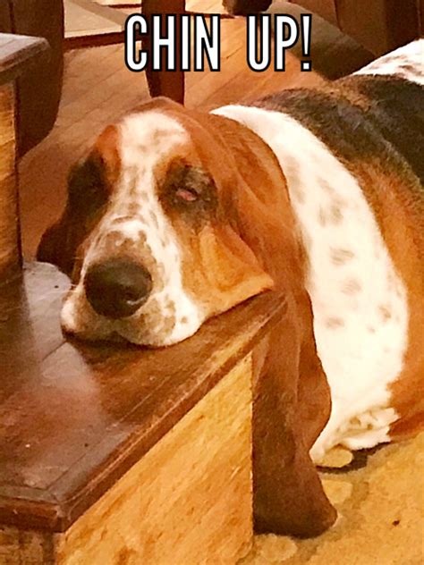 Pin By Kathy Kontrim On Basset Hound Memes Basset Hound Dog Basset