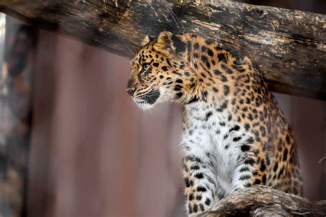 Zoo Welcomes The Birth Of Critically Endangered Amur Leopard Cubs
