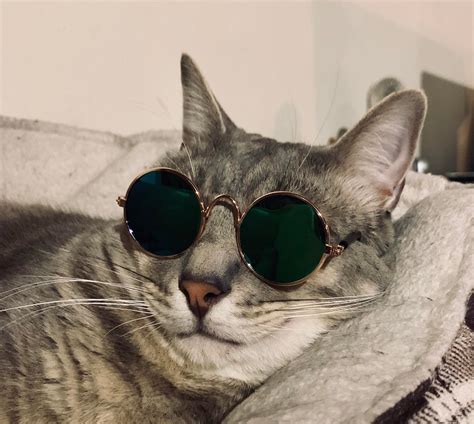 He Looks Impossibly Cool In His New Shades Rcats