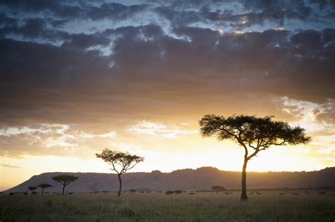 Trees And Animals Across An African Landscape At Sunset Kenya