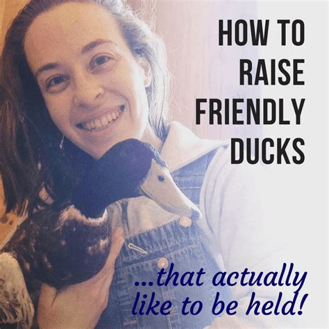 How To Raise Friendly Ducks Chickens Backyard Raising Turkeys