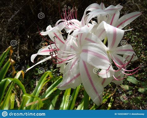 Blossoming Whitepink Wild Lily Flower Stock Image Image Of Petal