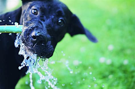Dog Drinking From A Water Hose Photograph By Crissy Kight