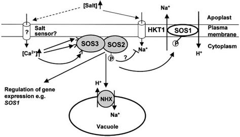 Regulation Of Ion Homeostasis By The Sos Pathway During Salt Stress