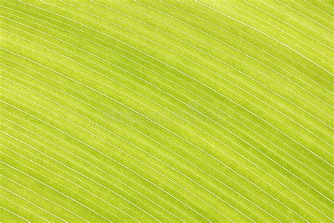 Abstract Green Leaf Texture For Background Stock Photo Image Of