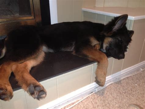 A Dog Laying On Top Of A Window Sill With His Head Resting On The Ledge
