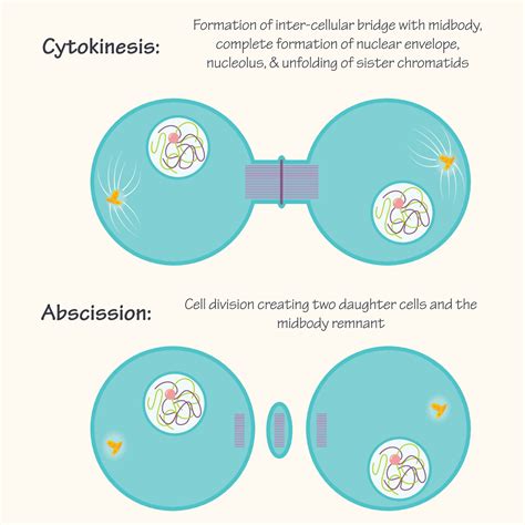 Cytokinesis And Abscission Stages Of Mitosis 6998572 Vector Art At Vecteezy