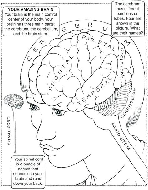 Brain Lobes Coloring Page