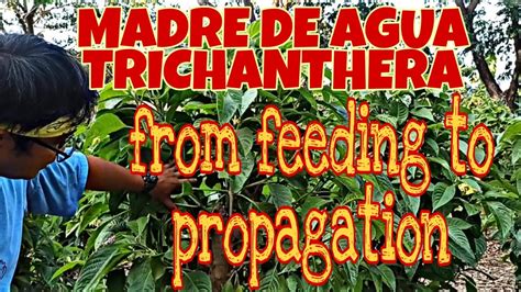 Organicnatural Farming Madre De Agua Trichantera Youtube