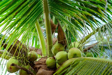 Bunch Of Coconut On Coconut Tree Tropical Fruit Palm Tree With Green