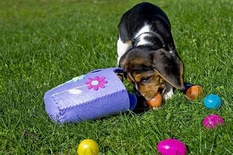 Dog Easter Egg Hunt How To Create One For Your Pup