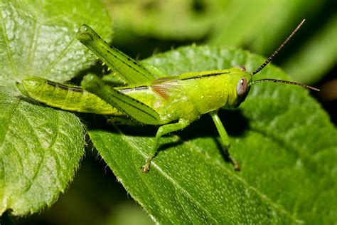 Australian Giant Grasshopper Valanga Irregularis Flickr