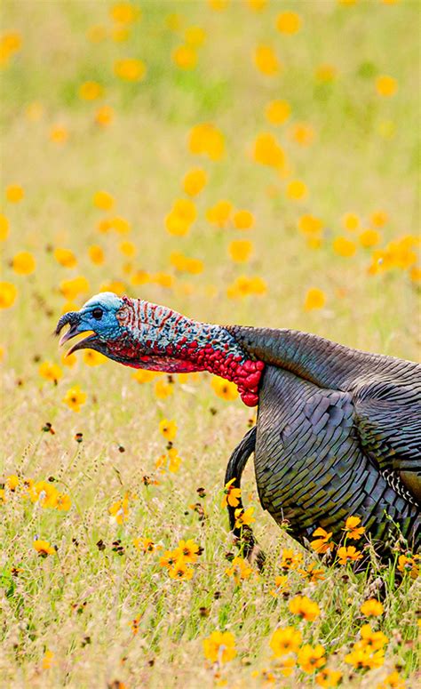Content Hub The National Wild Turkey Federation