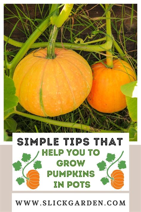 Simple Tips That Help You To Grow Pumpkins In Pots In 2022 Growing