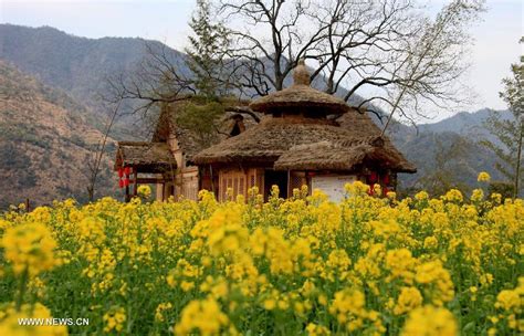 Download high quality flower pictures for your mobile, desktop or website. Scenery of cole flowers in E China's Wuyuan County (4/8 ...
