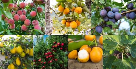 How To Grow Zone 5 Fruit Trees Indoors