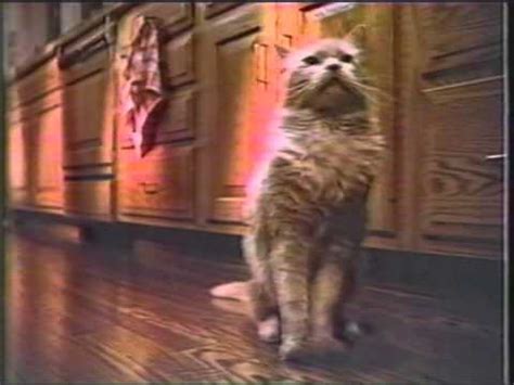 There's one cat food cats ask for by name.meow mix cat food commercial featuring a cat on the phone. 1984 Meow Mix cat food from PURINA Commercial - YouTube