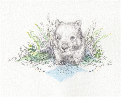 Or This One Cute Wombat Graphic Arts Illustration Wombat