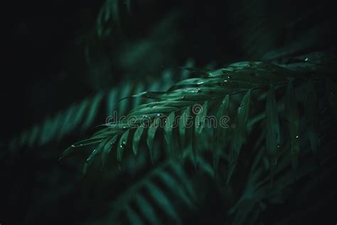 Pictures Of Beautiful Sharp Dark Green Leaves Stock Image Image Of