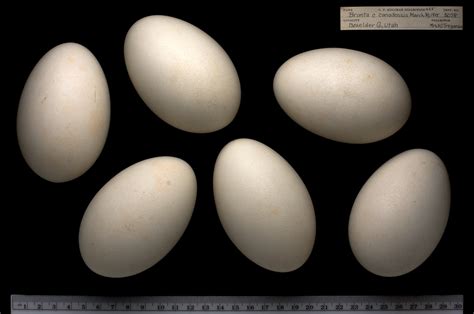 Goose eggs take 28 days to hatch. Canada Goose