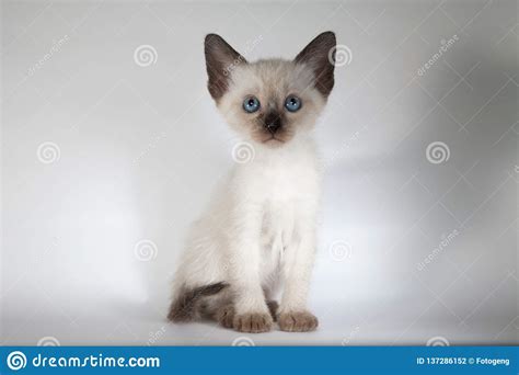 An Siamese Cat On A White Background Stock Photo Image Of Creatures