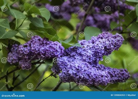 Lilacs Flowers On Spring Garden Stock Image Image Of Background