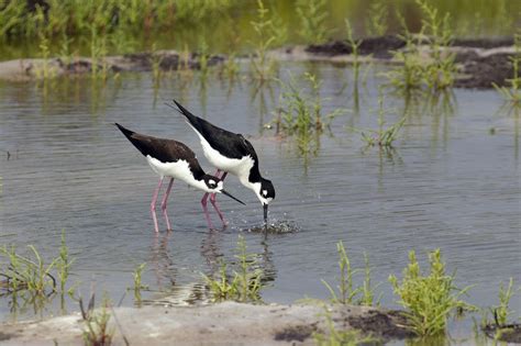 Pop Up Wetlands For Migratory Birds