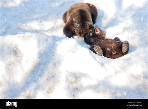 Bear Cub Fight Stock Photo Alamy