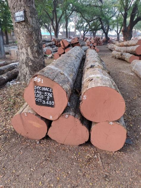 10 Feet Brown Indian Teak Wood Logs At Rs 4500cubic Feet In Nagpur Id 23025990191