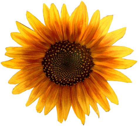 Sunflower Png Transparent Image Download Size 1630x1480px