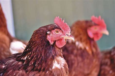 Bird Flu Outbreak Confirmed Near Watlington As Norfolk Poultry Owners