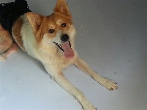 Il nome potrebbe derivare da smous, topo, svelandone le origini da cacciatore di piccoli roditori. cani di piccola taglia razze e foto