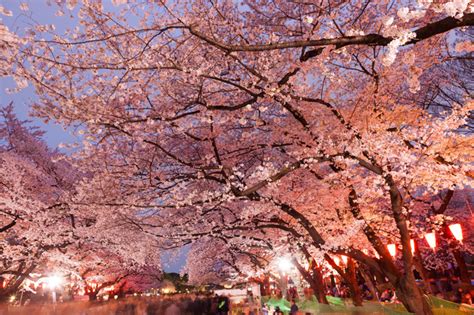 Facts And Tips For Enjoying Hanami In Japan Discover Oishii Japan