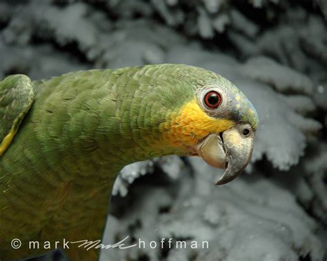 Snow Parrot