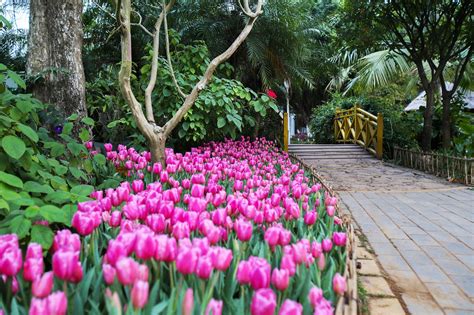 How to grow or force tulips and other perennials in glass jars all year around in your home. 'Cánh đồng' hoa tulip Hà Lan lần đầu xuất hiện ven Hà Nội ...