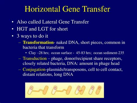 Ppt Horizontal Gene Transfer Powerpoint Presentation Free Download