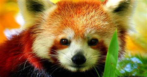 Cute Baby Red Panda Amazing Wallpapers