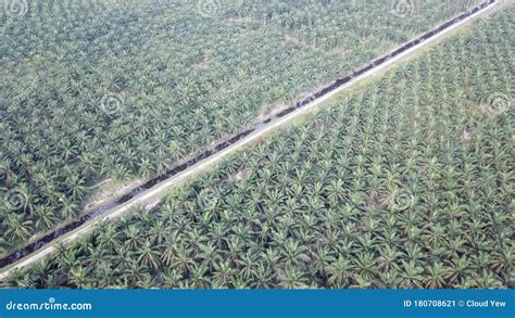 Aerial Fly Over Oil Palm Plantation Tree At Batu Kawan Stock Video