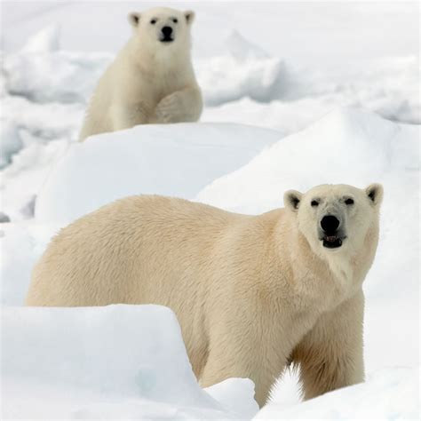 Polar Bear Tundra Animals