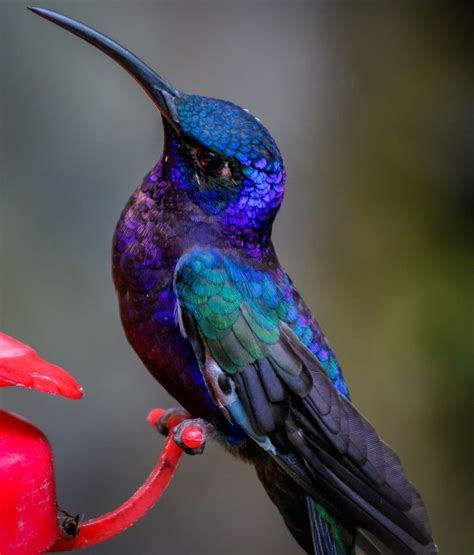 Resultado De Imagem Para Exotic Blue Birds Long Beak Hummingbird