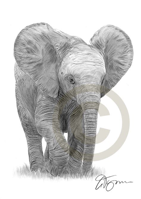 Baby Elephant Potlood Tekening Print Olifant Kunst Kunstwerk Gesigneerd