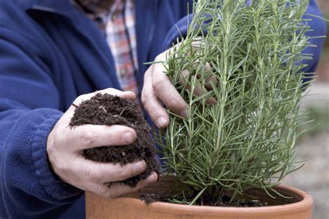 Five Ways To Keep Herbs Productive Bbc Gardeners World Magazine