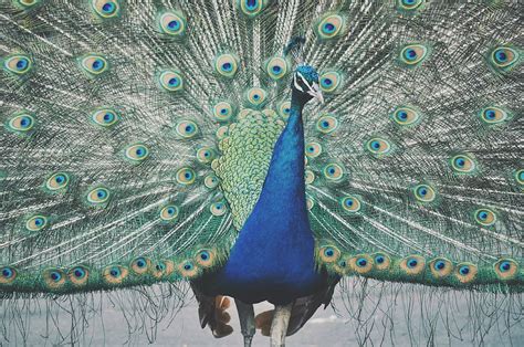 420 Gambar Kolase Burung Merak Yang Cantik Terbaik Kumpulan Gambar Kolase